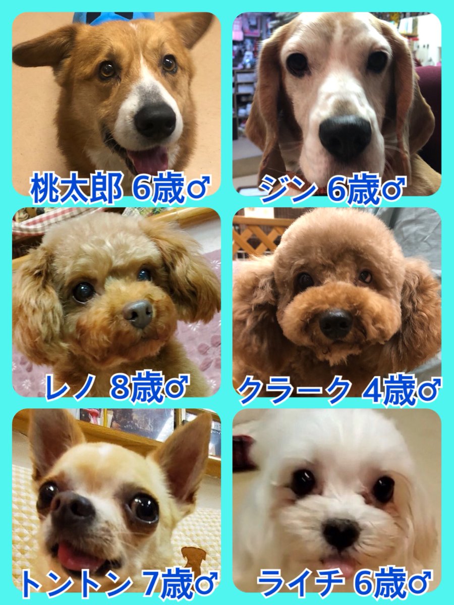 🐾今日の里親様募集中ワンコ🐶メンバーです🐾2020,2,9